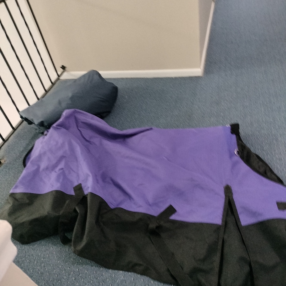 Purple Blanket That Looks Amazing On A Dark Bay Horse